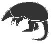 Armadillo.eps