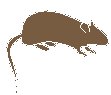 Mouse 1.eps