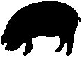 Pig 2.eps