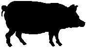 Pig 3.eps