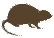 Rat.eps