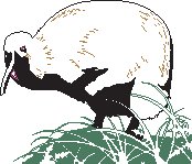Kiwi Bird.eps