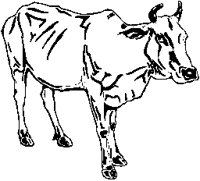 Sacred Cow.eps