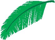 Palm Leaf.eps