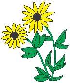 Blackeyed Susan.eps