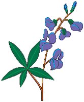 Blue Bonnet.eps