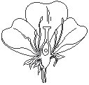 Flower 09.eps