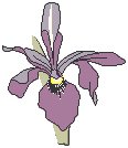 Flower 12.eps