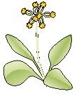 Flower 21.eps