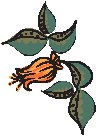 Flower 24.eps