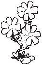 Flowers 20.eps