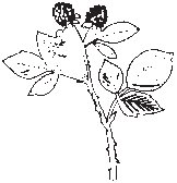 Flowers 21.eps