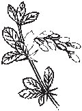 Flowers 22.eps