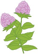 Flowers 29.eps