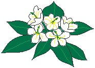 Flowers 37.eps