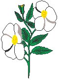 Flowers 38.eps