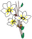 Flowers 39.eps