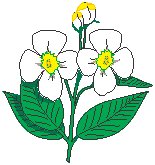 Flowers 42.eps