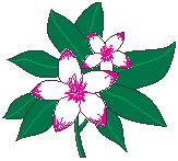 Flowers 43.eps