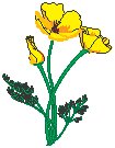 Golden Poppy.eps