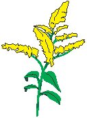 Golden Rod.eps