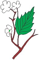 Hawthorn.eps