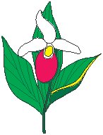 Lady Slipper.eps