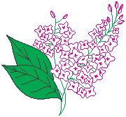 Lilac.eps