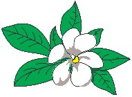 Magnolia.eps