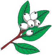 Mistletoe.eps
