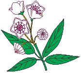 Mountain Laurel.eps
