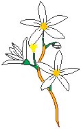 Orange Blossom.eps
