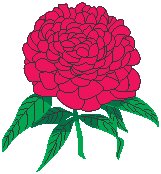 Peony.eps
