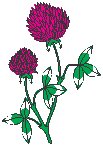Red Clover.eps