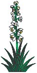 Yucca.eps