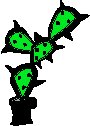 Cactus - Short Offbeat.eps