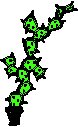 Cactus - Tall Offbeat.eps