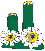 Cactus 6.eps