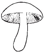 Mushroom 01.eps