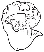 Mushroom 02.eps