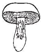 Mushroom 03.eps