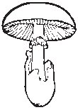 Mushroom 04.eps