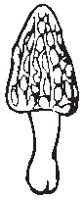 Mushroom 06.eps