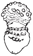 Mushroom 07.eps