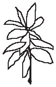 Plant 08.eps