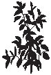 Plant 09.eps