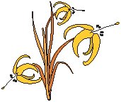 Plant 31.eps
