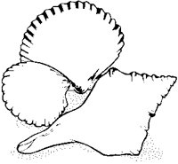 Shells.eps