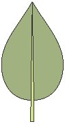 Leaf 01.eps
