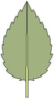 Leaf 02.eps